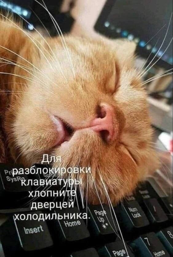 олодипника 6е