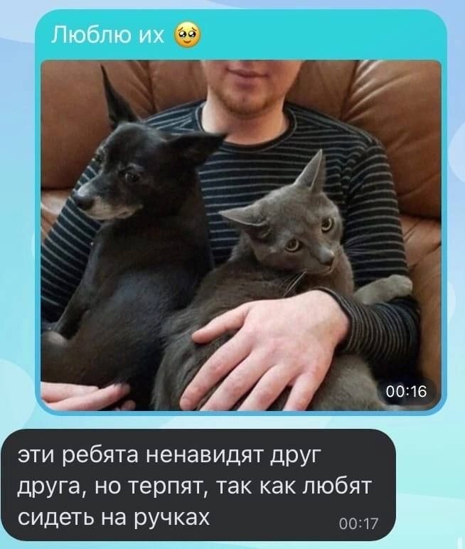 МБ эти ребята ненавидят друг друга но терпят так как любят сидеть на ручках 0017