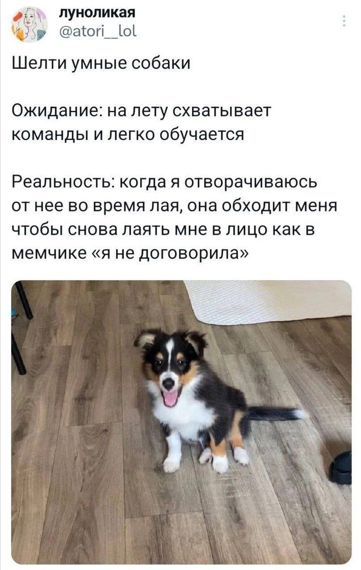 су луноликая р аю о Шелти умные собаки Ожидание на лету схватывает команды и легко обучается Реальность когда я отворачиваюсь от нее во время лая она ОбХОдИТ меня чтобы снова лаять мне в лицо как в мемчике я не договорила