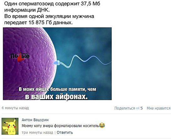 Один сперматозоид содержит 375 Мб информации ДНК Во время одной эякуляции мужчина передает 15 875 Гб данных В монх яЙЦ больше памяти чем в ваШих айфонах Антон Ваидрин Моену коту вчера фориатировали носитель незаа 1 Отаятить