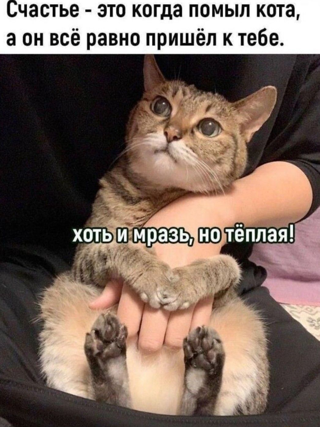 частье это когда помыл ко а он всё равно приш