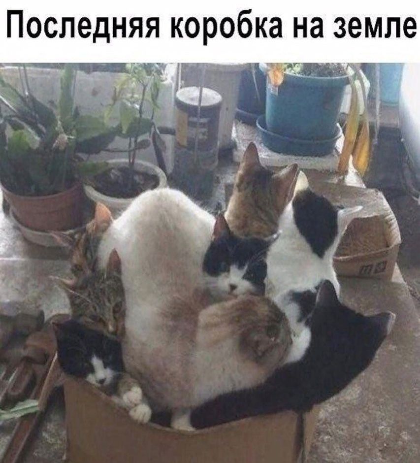 Последняя КОРОбКЗ на земле