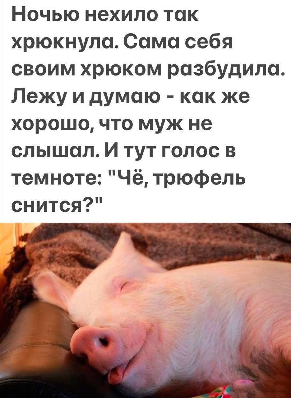 Ночью нехило так хрюкнула Сама себя своим хрюком разбудила Лежу и думаю как же хорошо что муж не слышоал И тут голос в темноте Чё трюфель снится