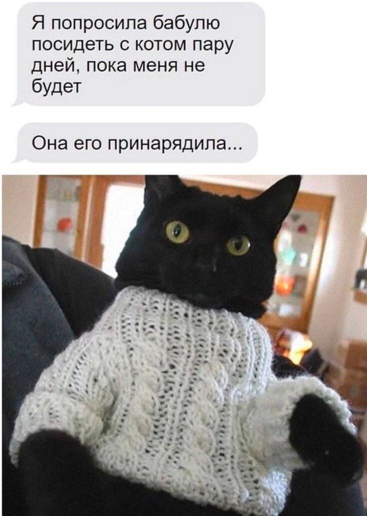 Я попросила бабулю посидеть с котом пару ДНЕЭЙ пока меня не будет Она его принарядила Г