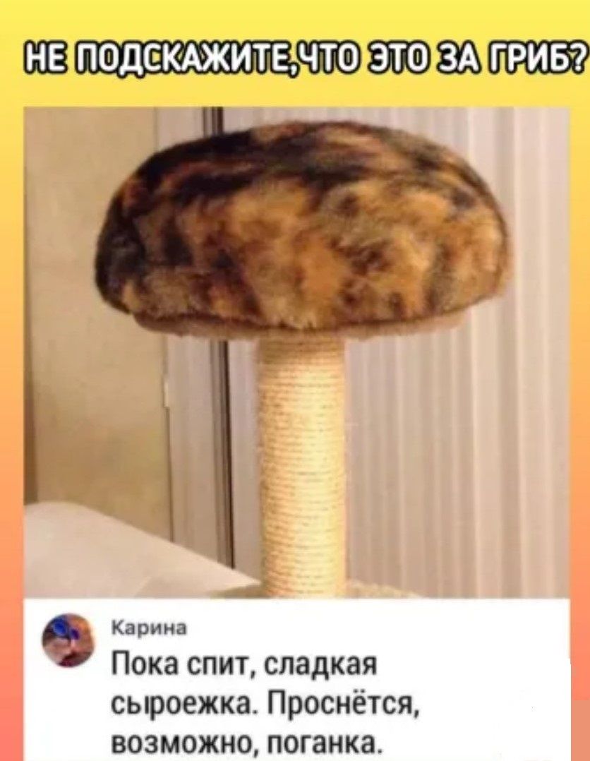 НЕГПОДСКАЖИТЕ ТО ЭТОВЗАТЦВИБ ё Карина Пока спит сладкая сыроежка Проснётся возможно поганка