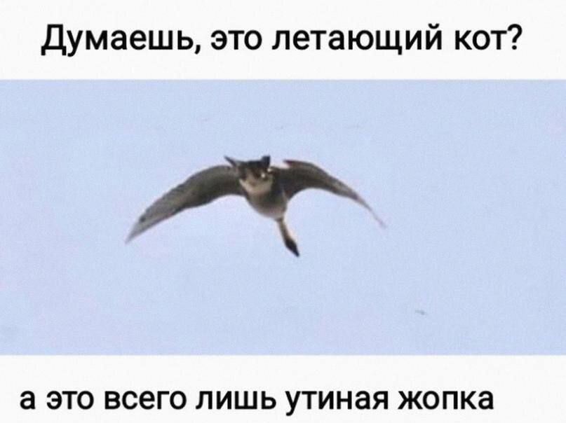 Думаешь это летающий кот аб а это всего лишь утиная жопка