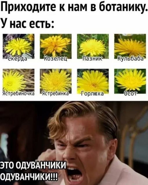 Приходите к нам в ботанику У нас есть С ердв преинсчка Ястеиюа Щ ОсОт ч ЭТО ОДУВАНЧИКИ ОДУВАНЧИКИ Й
