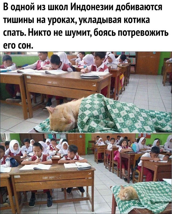 В одной из школ Индонезии добиваются тишины на уроках укладывая котика спать Никто не шумит боясь потревожить