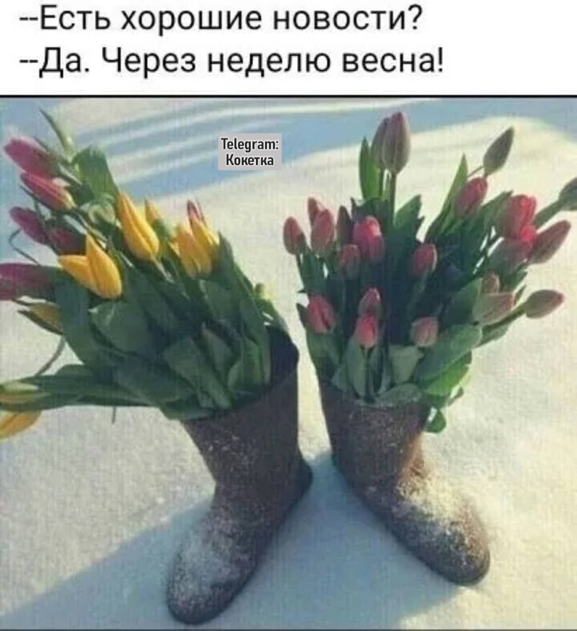 Есть хорошие новости Да Через неделю весна Таа Конетка