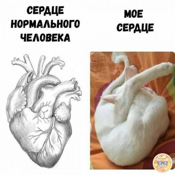 СЕРДЦЕ НОРМАЛЬНОГО ЧЕЛОВЕКА