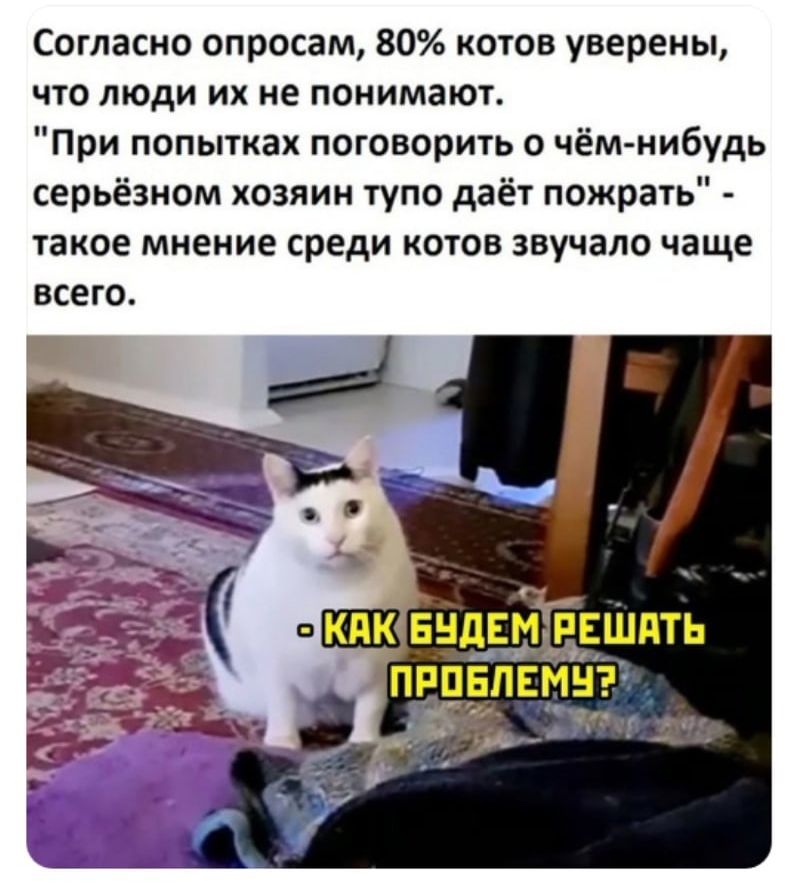 Согласно опросам 80 котов уверены что люди их не понимают При попытках поговорить о чём нибудь серьёзном хозяин тупо даёт пожрать такое мнение среди котов звучало чаще всего