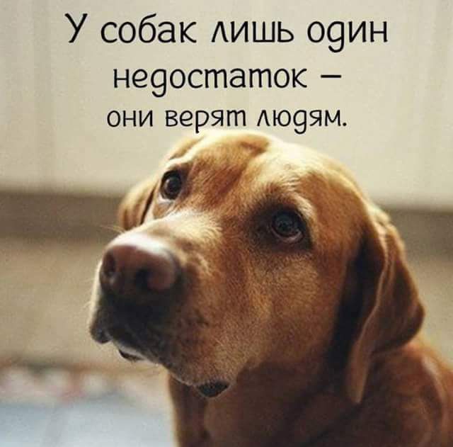 У собак лишь один недостаток они верят людям