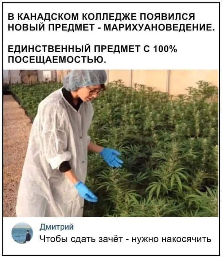 В КАНАДСКОМ КОЛЛЕДЖЕ ПОЯВИЛСЯ НОВЫЙ ПРЕДМЕТ МАРИХУАНОВЕДЕНИЕ ЕДИНСТВЕННЫЙ ПРЕДМЕТ С 100 ПОСЕЩАЕМОСТЬЮ А Дмитрий Чтобы сдать зачёт нужно накосячить