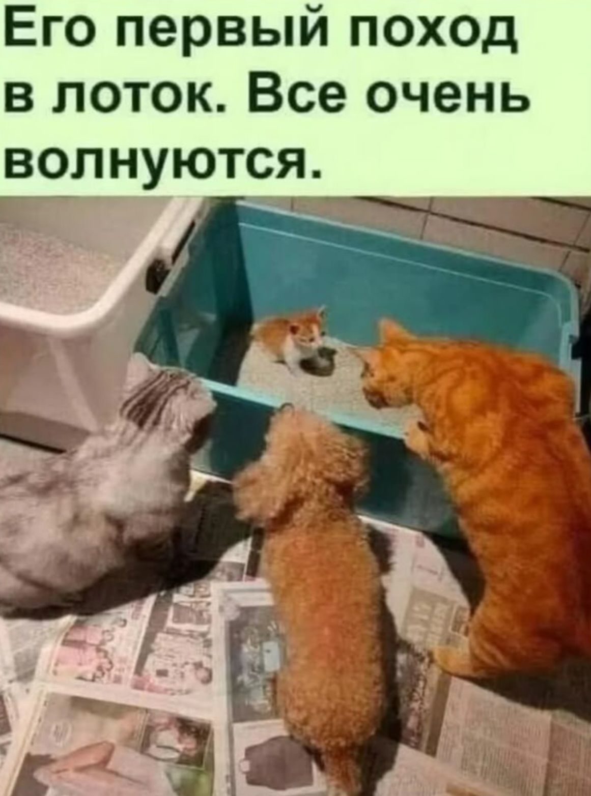 Его первый поход в лоток Все очень волнуются