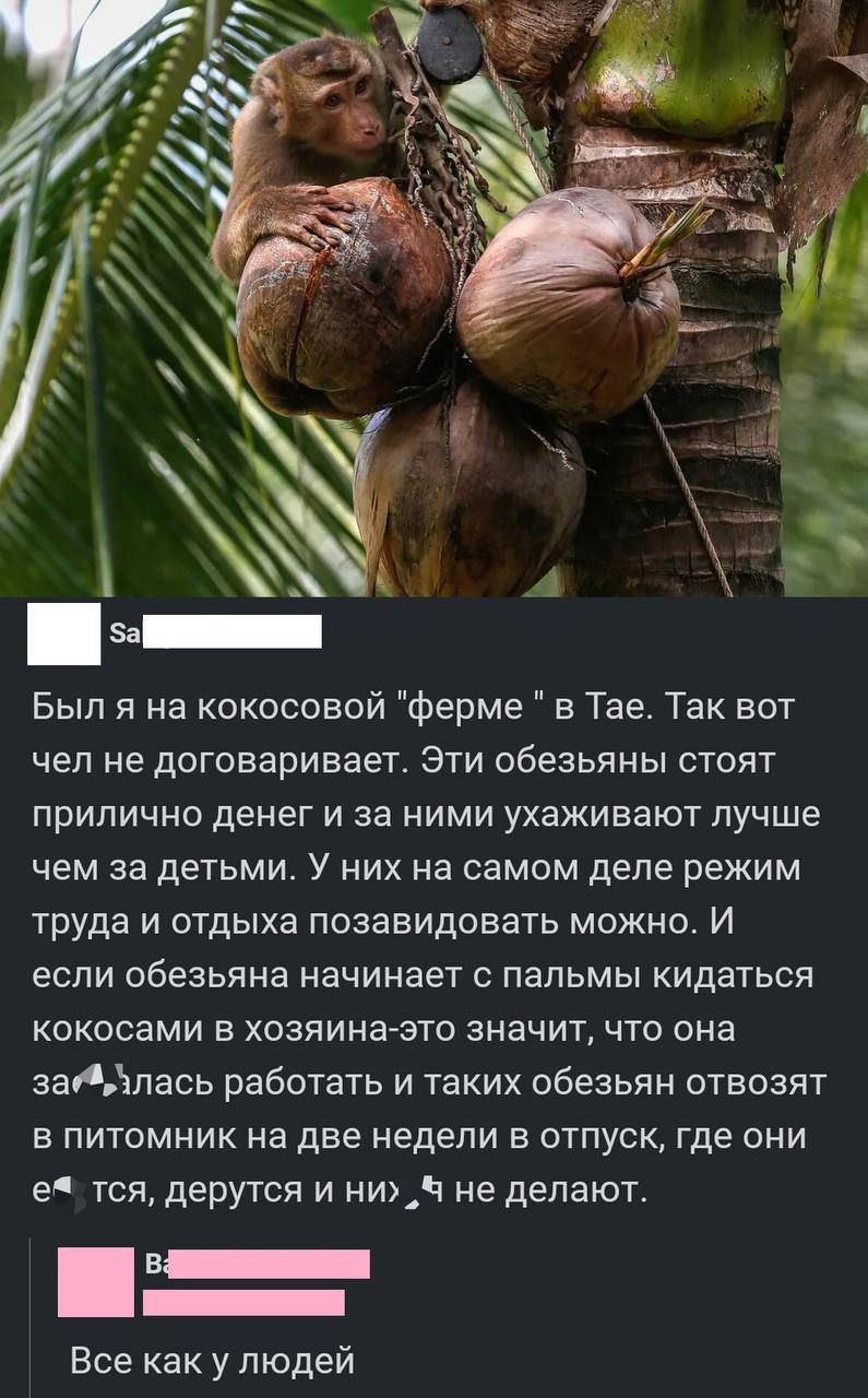 Был я на кокосовой ферме в Тае Так вот чел не договаривает Эти обезьяны стоят прилично денег и за ними ухаживают лучше чем за детьми У них на самом деле режим труда и отдыха позавидовать можно И если обезьяна начинает с пальмы кидаться кокосами в хозяина это значит что она заиАлась работать и таких обезьян отвозят в питомник на две недели в отпуск где они е тся дерутся и ни Ч не делают ЕЕЕ Пнниннн