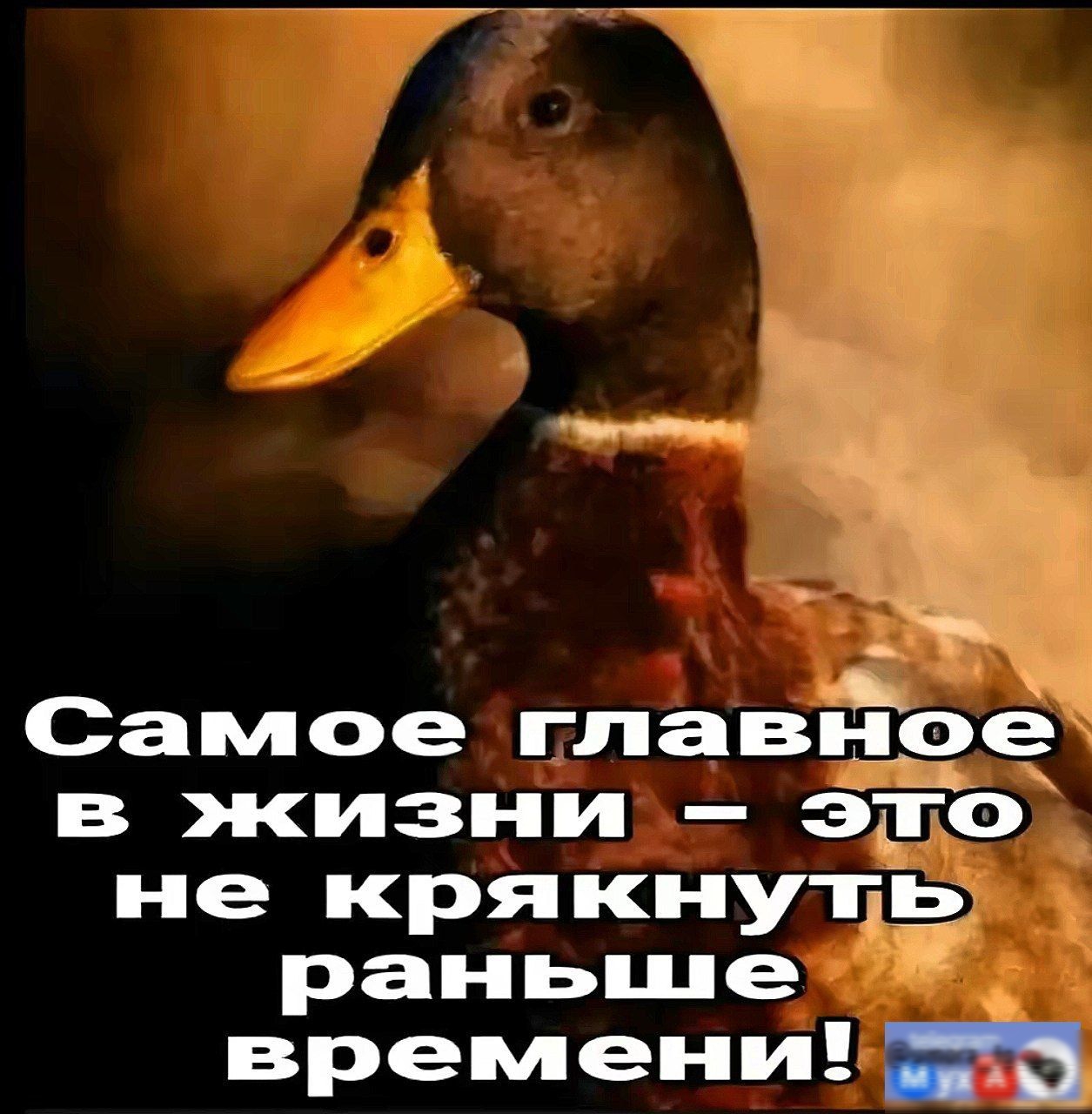 Самое главное е жизни эко не крякнутщь раныше времени 5703