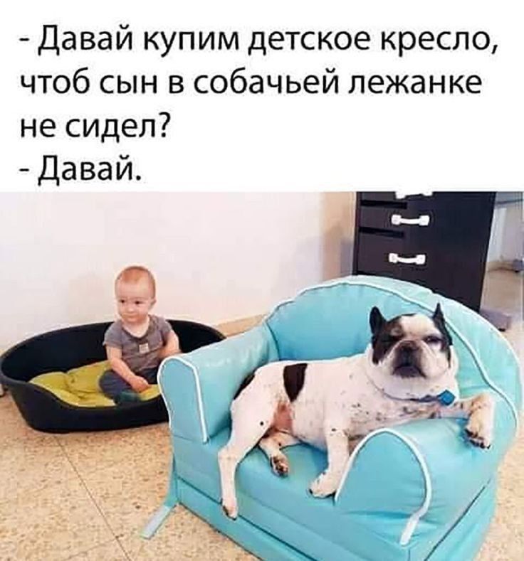 Давай купим детское кресло чтоб сын в собачьей лежанке не сидел Давай