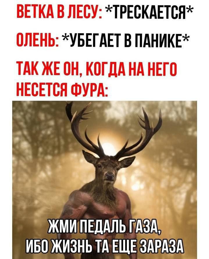 ЛЕСУ ТРЕСКАЕТСЯ Ь УБЕГАЕТ В ПАНИКЕ ЖМИПЕДАЛЬ ГАЗАУ ИБО ЖИЗНЬ ТАЕЩЕ ЗАРАЗА