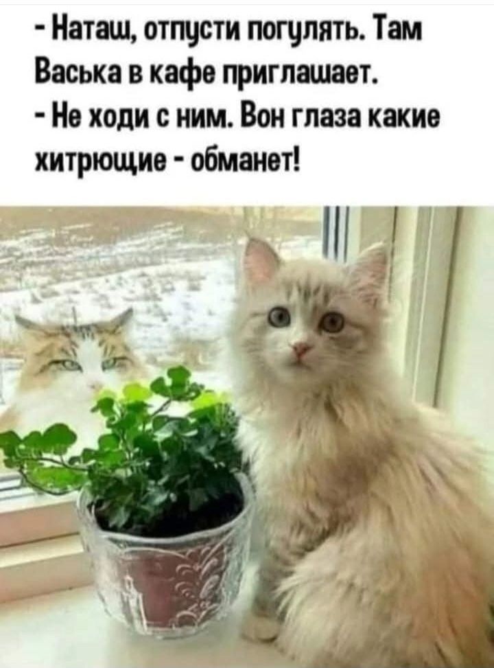 Наташ отпусти погулять Там Васька в кафе приглашает Не ходи с ним Вон глаза какие хитрющие обманет