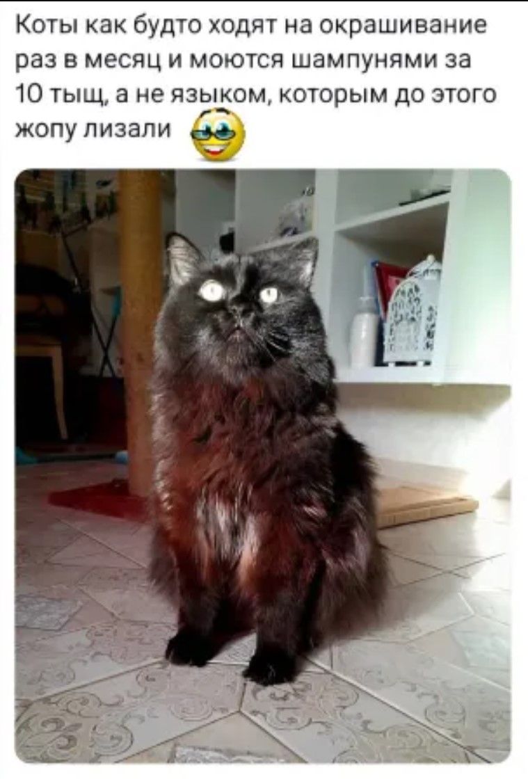 Коты как будто ходят на окрашивание раз в месяц и моются шампунями за 10 тыщ а не языком которым до этого жопу лизали