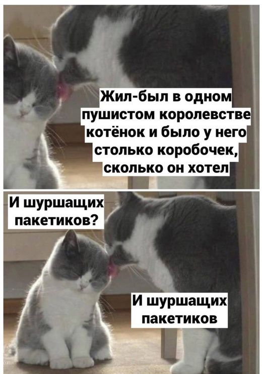 пушистом королевств котёнок и было у него И шуршащих пакетиков И шуршащих пакетиков