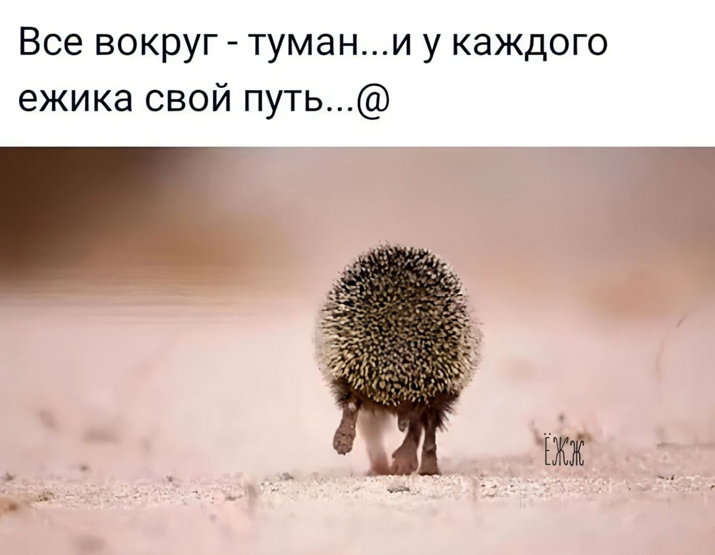 Все вокруг тумани у каждого ежика свой путь ч