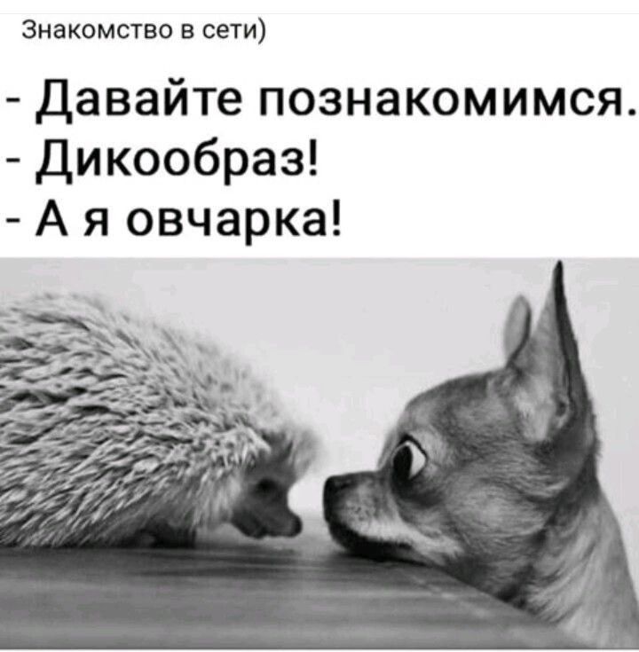 Знакомство в сети Давайте познакомимся Дикообраз Ая овчарка