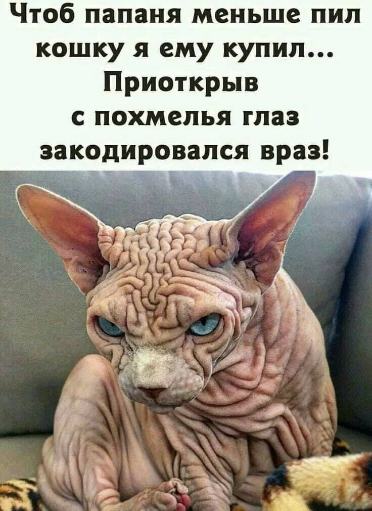Чтоб папаня меньше пил кошку я ему купил Приоткрыв с похмелья глаз закодировался враз