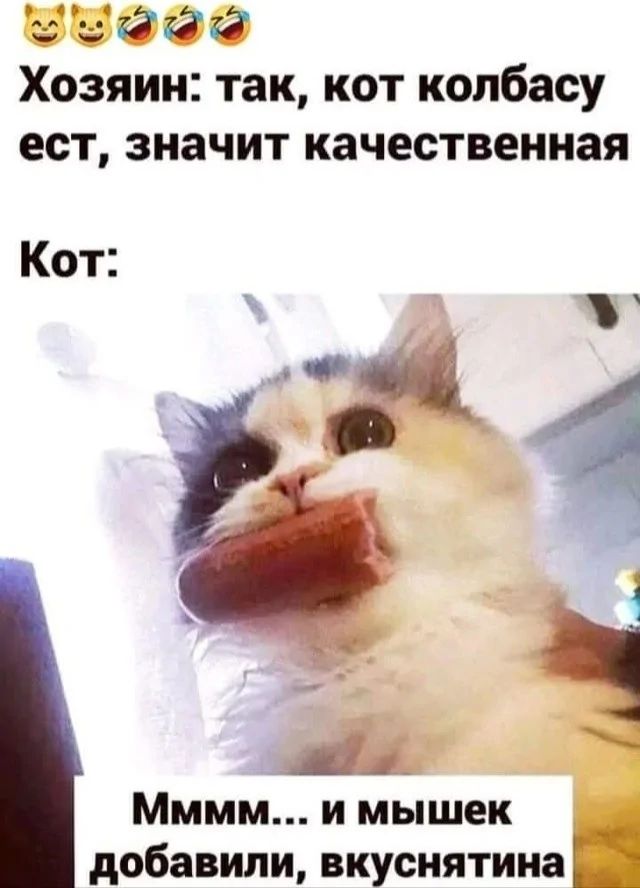 Хозяин так кот колбасу ест значит качественная Кот Мммм и мышек добавили вкуснятина п