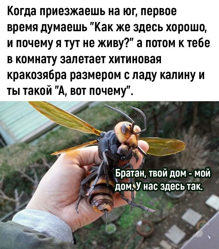 Когда приезжаешь на юг первое время думаешь Как же здесь хорошо и почему я тут не живу а потом к тебе в комнату залетает хитиновая кракозябра размером с ладу калину и Братан твой дом мой домУ нас здесь так