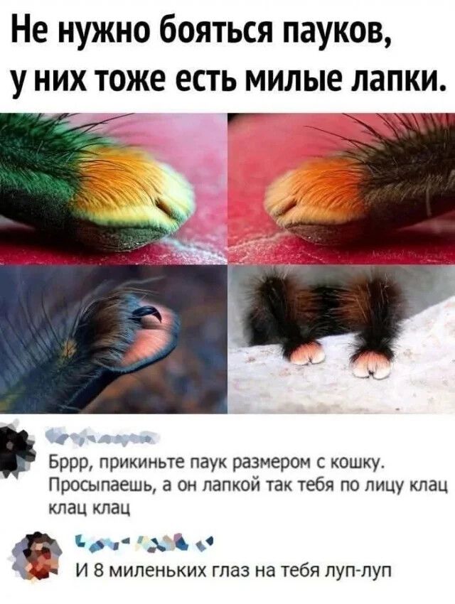 Не нужно бояться пауков уних тоже есть милые лапки и Ф Бррр прикиньте паук размером с кошку Просыпаешь а он лапкой так тебя по лицу клац клац клац оча ОЙ И 8 миленьких глаз на тебя луп луп