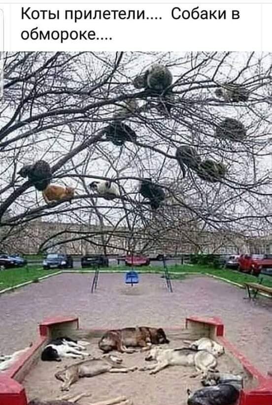 Коты прилетели Собаки в обмороке с