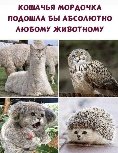 КОШАЧЬЯ МОРДОЧКА ПОДОШЛА БЫ АБСОЛЮТНО ЛЮБОМУ ЖИВОТНОМУ