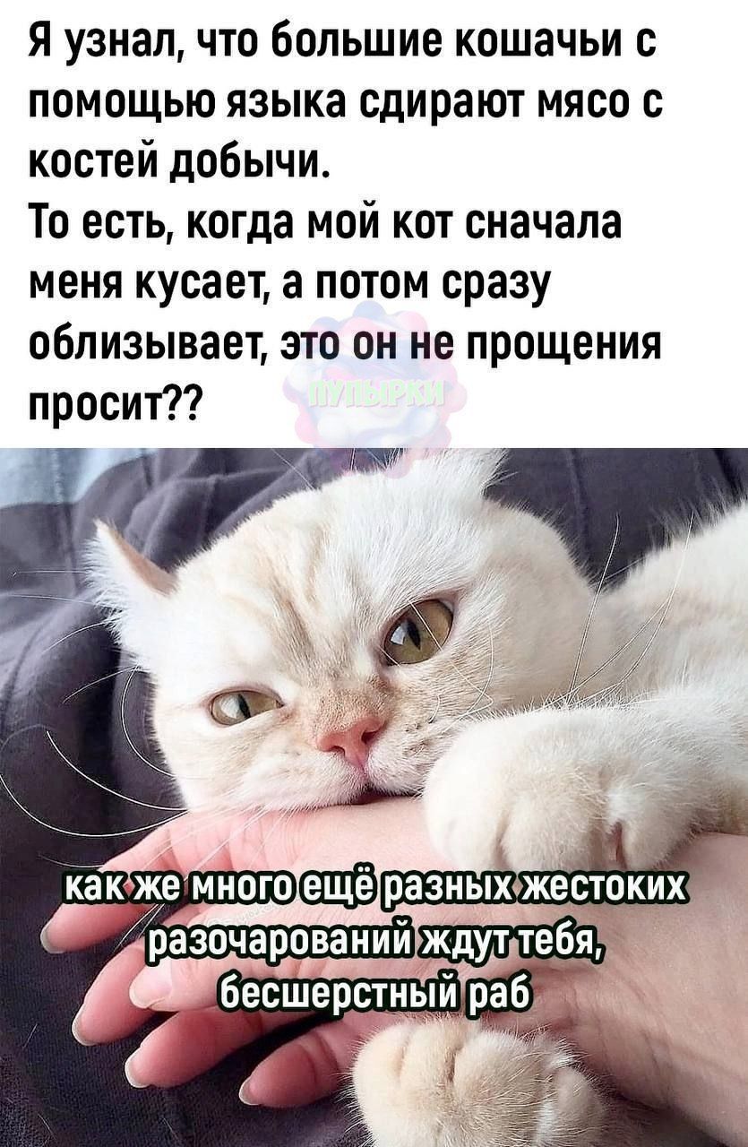 Я узнал что большие кошачьи с помощью языка сдирают мясо с костей добычи То есть когда мой кот сначала меня кусает а потом сразу облизывает это он не прощения просит какзжемногоещёразныхижестоких Га разочарованииждуттебя