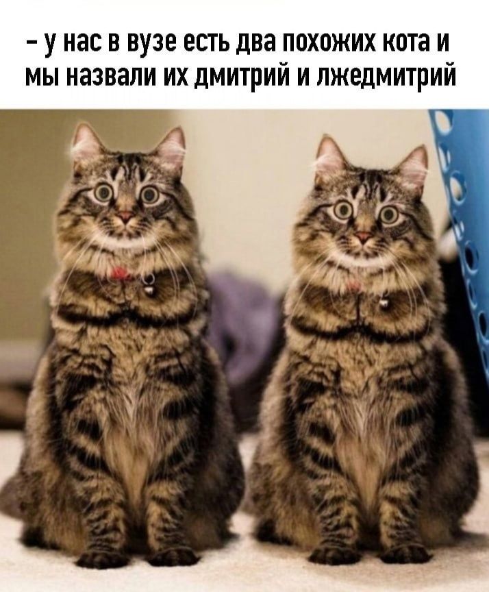 у нас в вузе есть два похожих кота и мы назвали их дмитрий и лжедмитрий