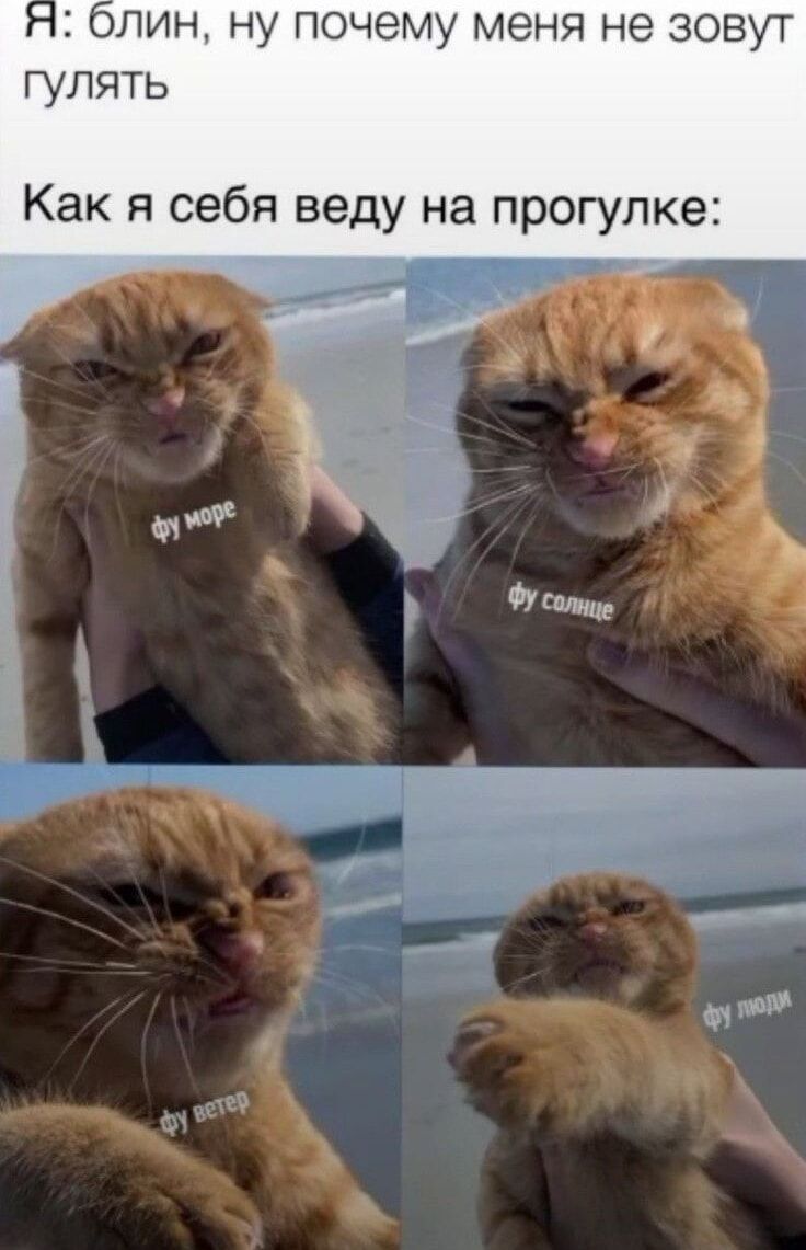 Я: блин, ну почему меня не зовут гулять
Как я себя веду на прогулке:
фу море
фу солнце
фу ветер
фу люди