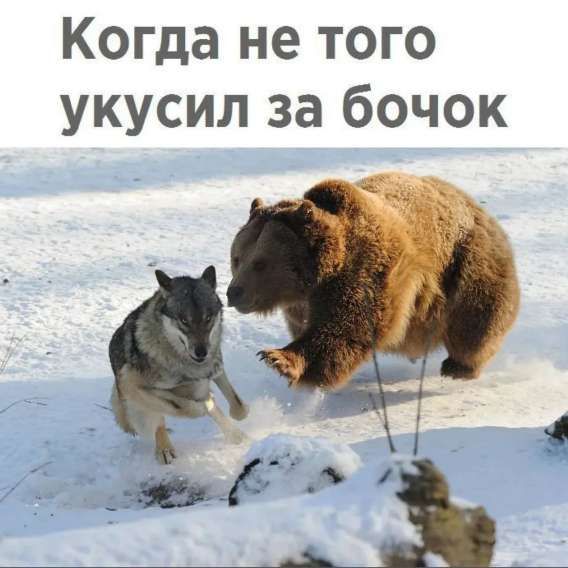 Когда не того укусил за бочок