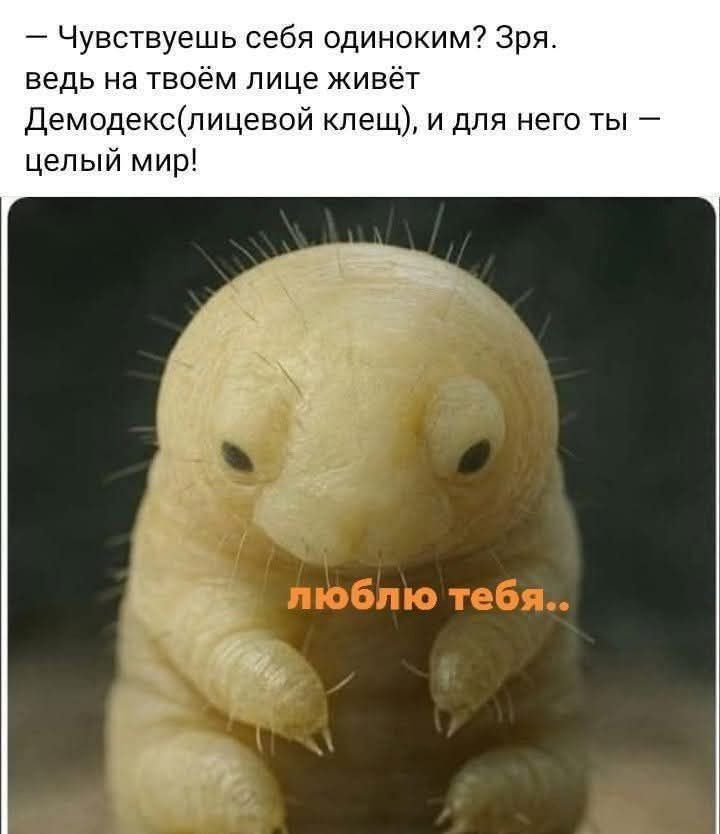 — Чувствуешь себя одиноким? Зря. ведь на твоём лице живёт Демодекс(лицевой клещ), и для него ты — целый мир! люблю тебя..