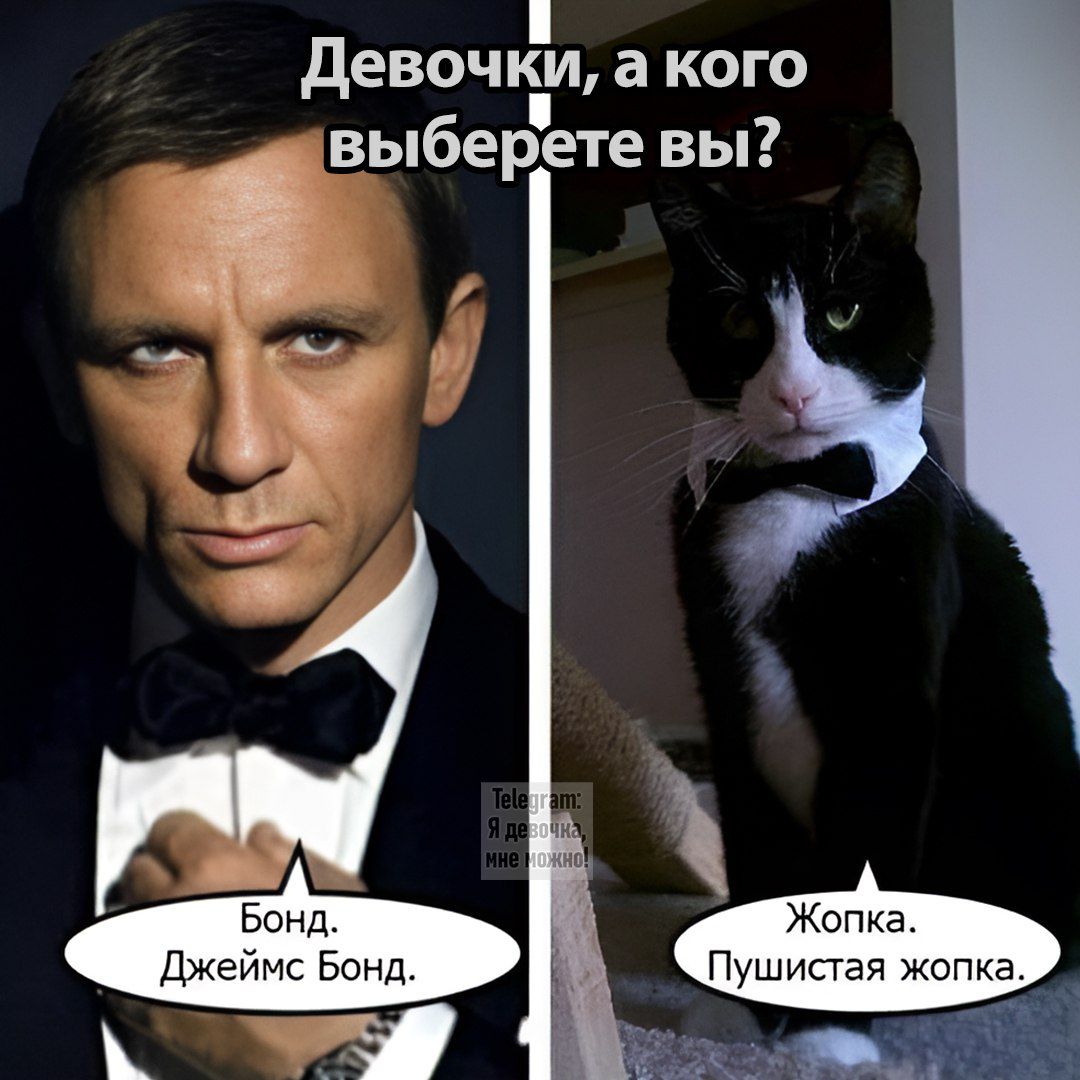 Девочки, а кого выберете вы?
Бонд. Джеймс Бонд.
Жопка. Пушистая жопка.
