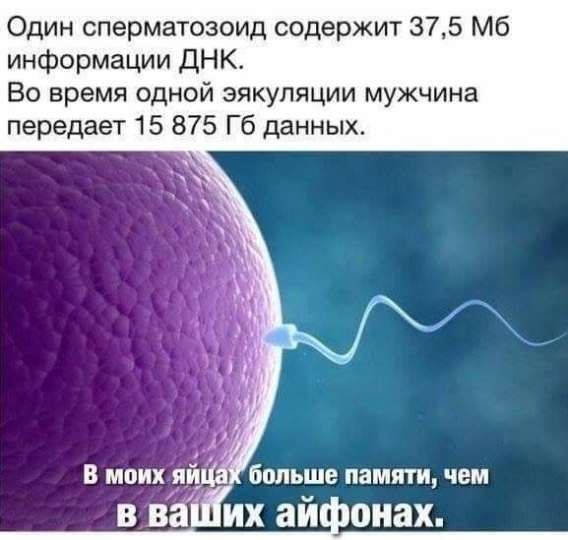 Один сперматозоид содержит 37,5 Мб информации ДНК. Во время одной эякуляции мужчина передаёт 15 875 Гб данных. В моих яйцах больше памяти, чем в ваших айфонах.