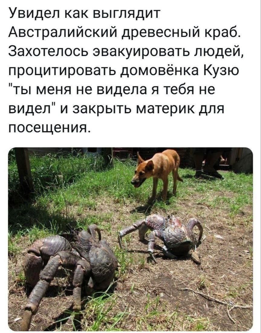 Увидел как выглядит
Австралийский древесный краб.
Захотелось эвакуировать людей,
прочитировать домовёнка Кузю
