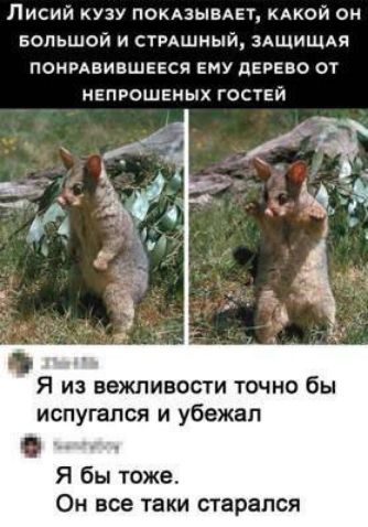 Лисий кузу показывает, какой он большой и страшный, защищая понравившееся ему дерево от непрошенных гостей
Я из вежливости точно бы испугался и убежал
Я бы тоже. Он все таки старался