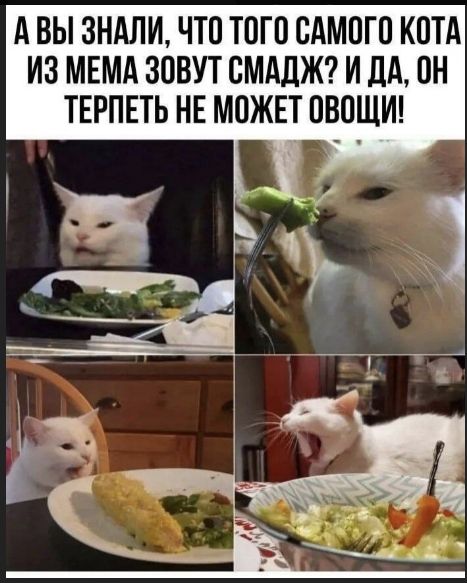 А ВЫ ЗНАЛИ, ЧТО ТОГО САМОГО КОТА ИЗ МЕМА ЗОВУТ СМАДЖ? И ДА, ОН ТЕРПЕТЬ НЕ МОЖЕТ ОВОЩИ!