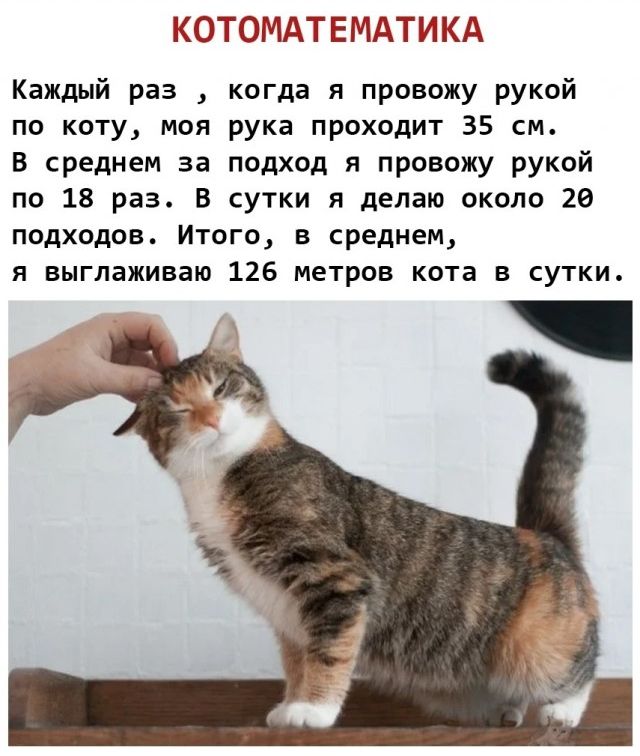 КОТОМАТЕМАТИКА
Каждый раз , когда я провожу рукой по коту , моя рука проходит 35 см. В среднем за подход я провожу рукой по 18 раз. В сутки я делаю около 20 подходов. Итого, в среднем, я выглаживаю 126 метров кота в сутки.