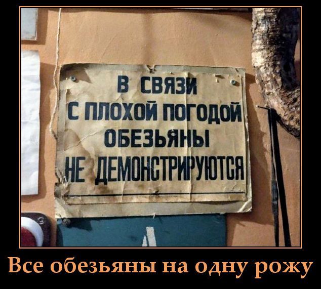 В связи с плохой погодой обезьяны не демонстрируются
Все обезьяны на одну рожу
