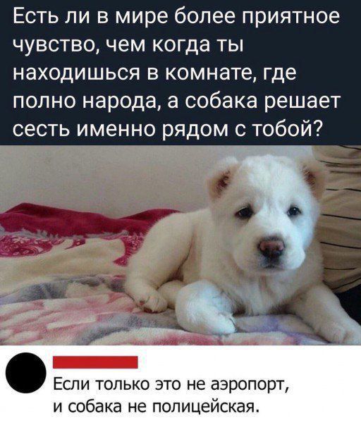 Есть ли в мире более приятное чувство, чем когда ты находишься в комнате, где полно народа, а собака решает сесть именно рядом с тобой?\nЕсли только это не аэропорт, и собака не полицейская.