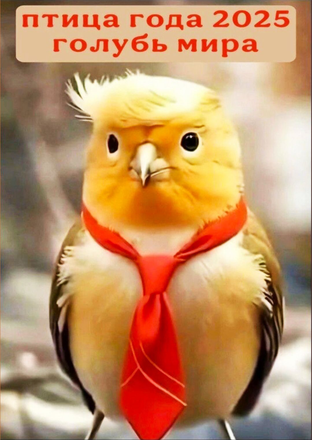 птица года 2025 голубь мира