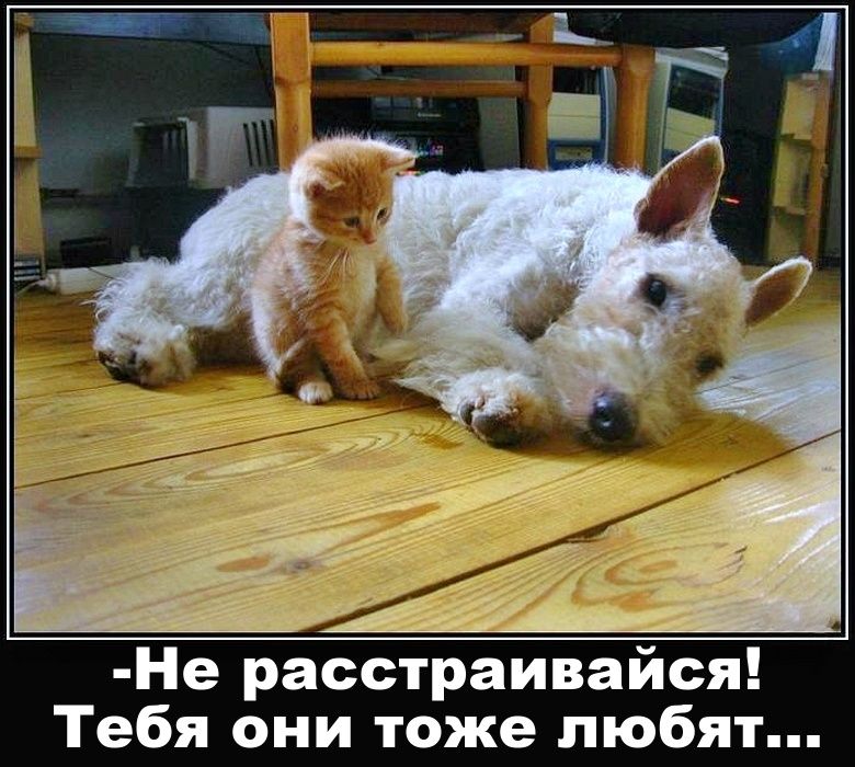 Не расстраивайся! Тебя они тоже любят...