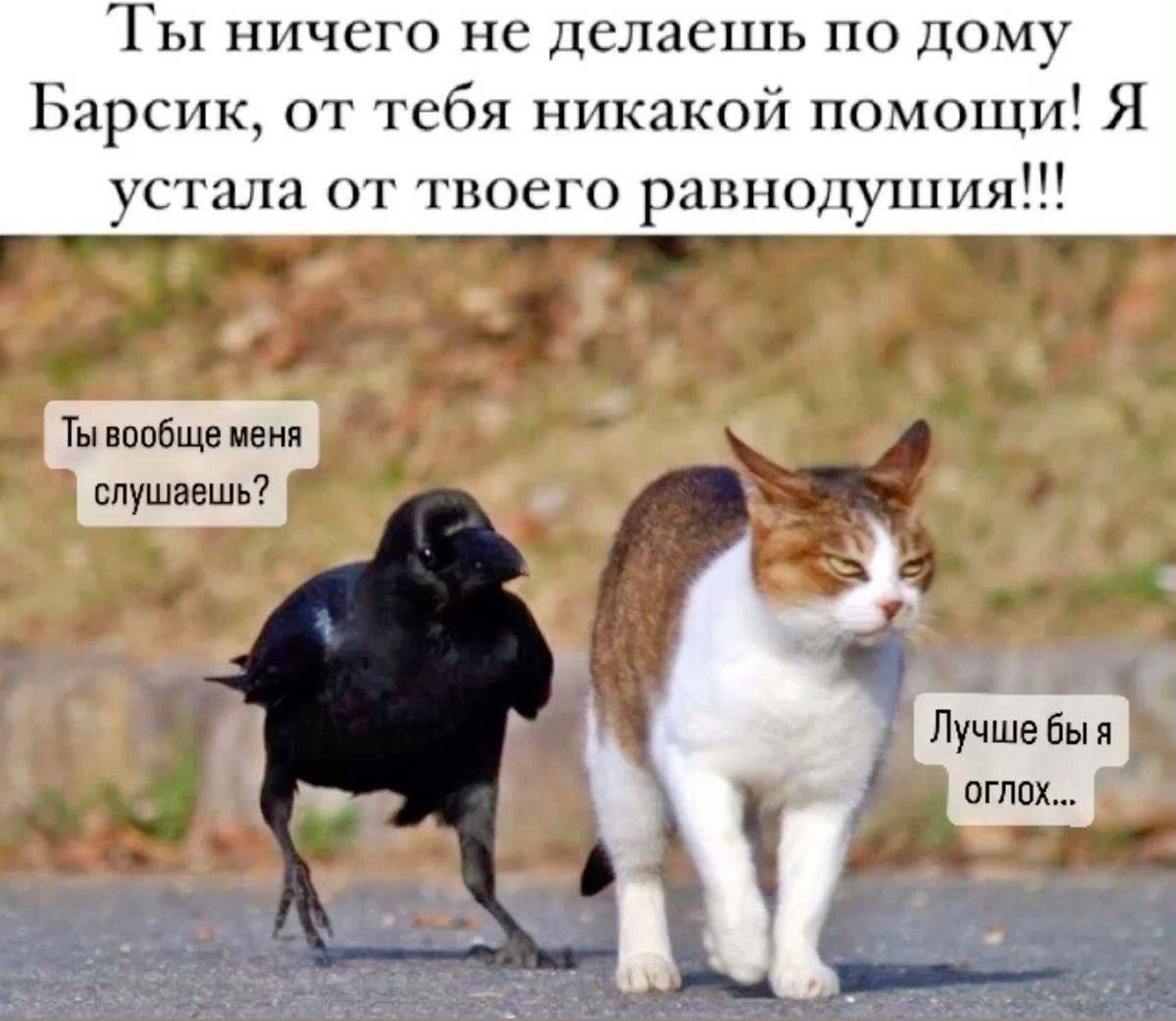 Ты ничего не делаешь по дому Барсик, от тебя никакой помощи! Я устала от твоего равнодушия!!!
Ты вообще меня слушаешь?
Лучше бы я оглох...