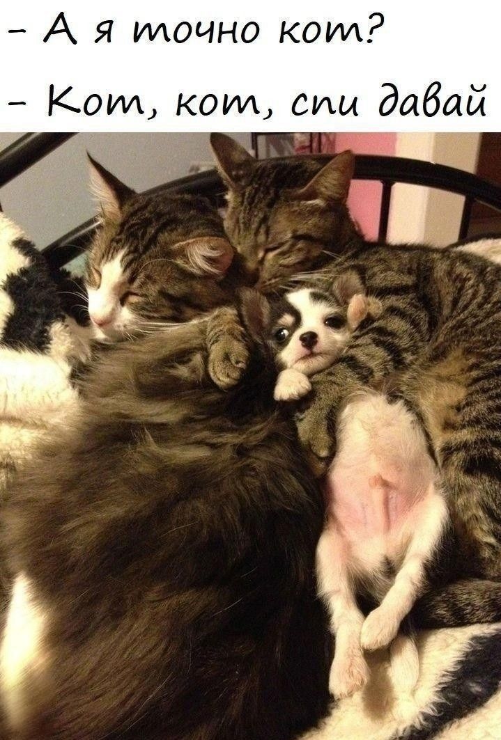 - А я точно кот? - Кот, кот, спи давай